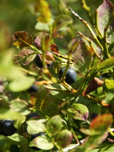 Heidelbeeren Heidelbeeren am Strauch